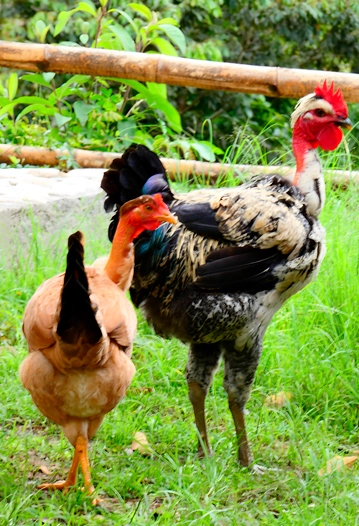 Minigranja en Oxapampa, un lugar encantador donde puedes interactuar con animales y aprender sobre la vida rural de la región en un ambiente amigable para toda la familia.