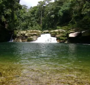Explora la biodiversidad del Parque Nacional Yanachaga - Chemillén. Una experiencia que te conectará con la majestuosidad de la naturaleza.