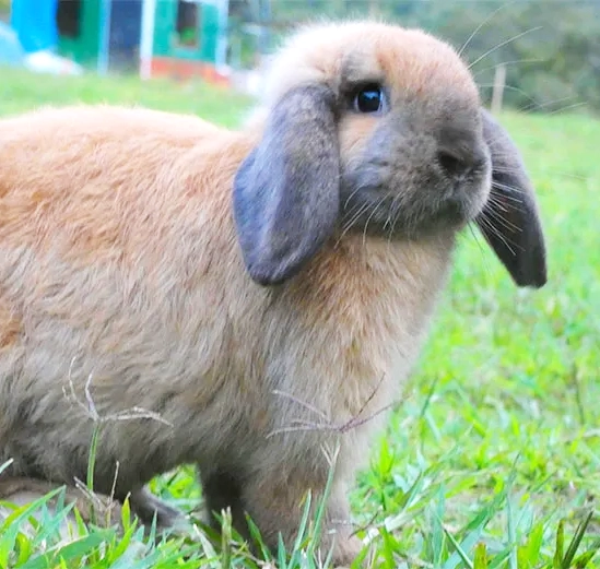 Conexión con la naturaleza en Alpinas: alimenta a nuestros conejitos y gallinas y disfruta de momentos especiales en familia.