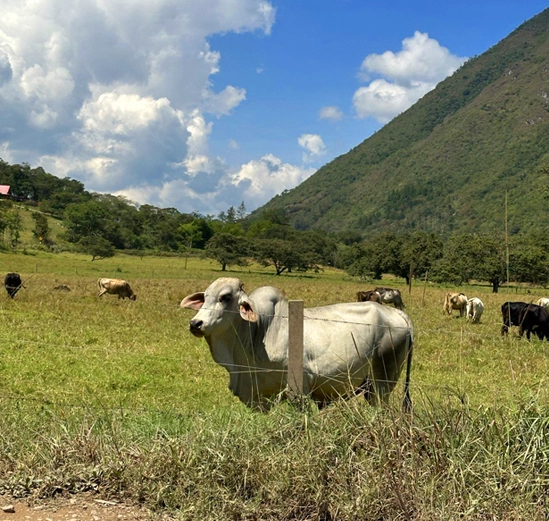 Rutas de senderismo en Alpinas: una oportunidad para explorar la naturaleza de Oxapampa y conectarte con su esencia.